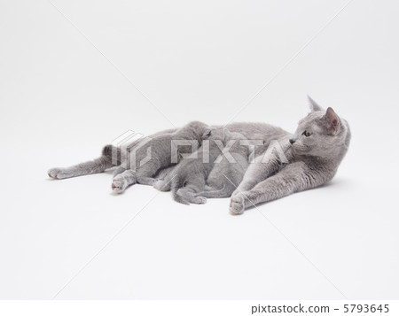 Mother of Russian Blue who breasts to three kittens 5793645