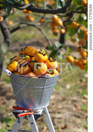 Jiro persimmon 5793686