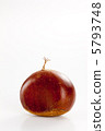 Chestnut 5793748