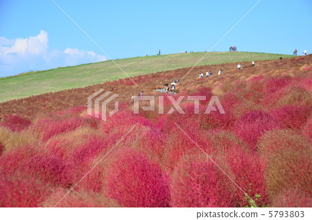 秋葉的Kokia 5793803