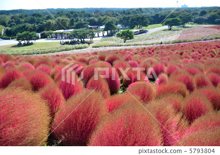 秋葉的Kokia 5793804