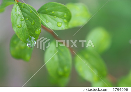 Leaves and water drops Leaves and water drops 5794096