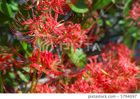 Cluster amaryllis Cluster amaryllis 5794097