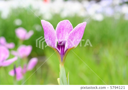 The irises like the pursuer · Tsukuba root 5794121