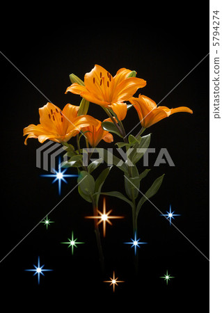 橙色百合 5794274