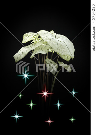 Houseplant / Karadhium Houseplant / Karadhium 5794280