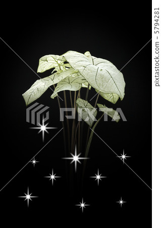 室內植物/ Karadhium 5794281