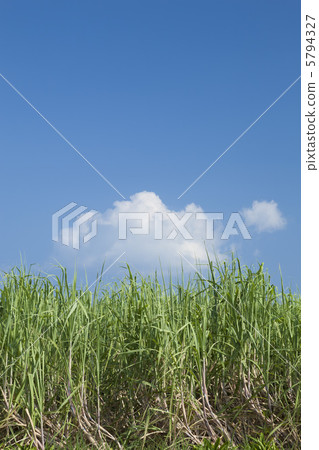 Sugarcane field Sugarcane field 5794327