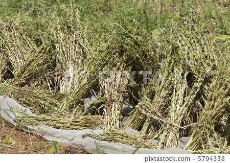 收穫芝麻 收穫芝麻 5794338