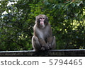 Monkey 5794465