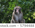 Monkey 5794488