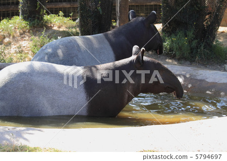 Endangered species Mareebak 5794697