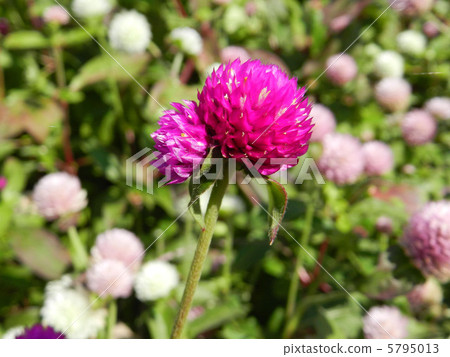 Sennichiko (Sengoku) Sennichiko (Sengoku) 5795013