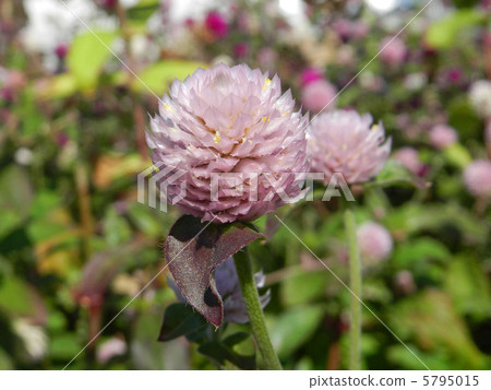 Sennichiko (Sengoku) Sennichiko (Sengoku) 5795015