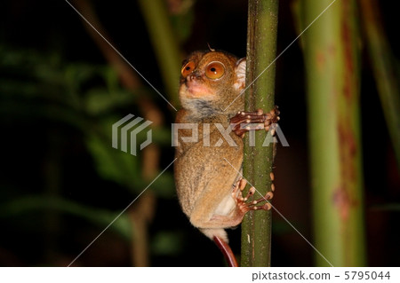 Western Tarsier (Wild glasses) Western Tarsier (Wild glasses) 5795044