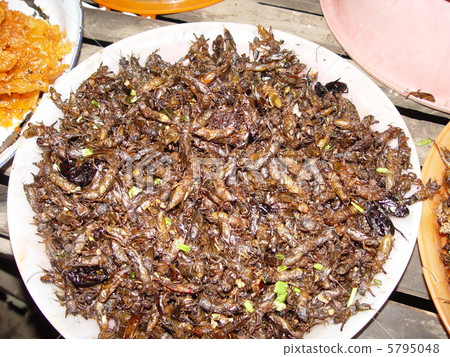 Edible insect (Batampon / Cambodia) 5795048
