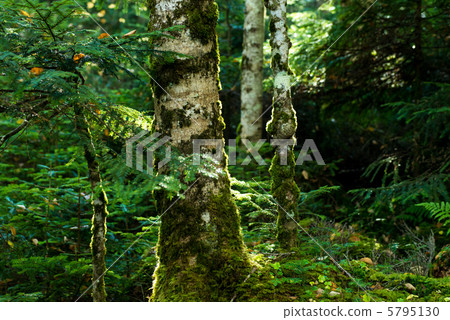Trees covered with Yatsugatake moss 5795130