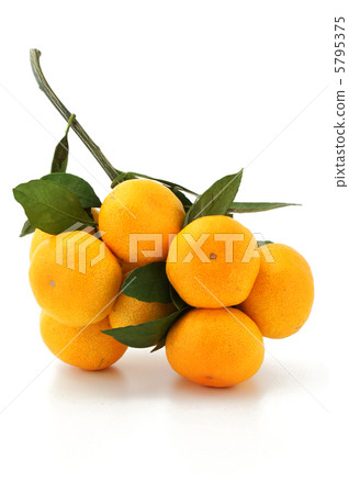 橘子 5795375