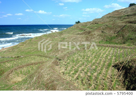 White rice Senjita 5795400