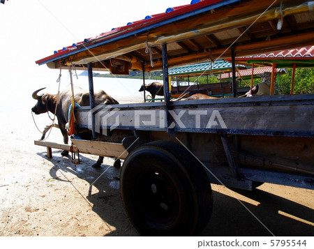 Iriomote Island 5795544