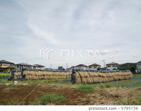 Rice drying Rice drying 5795739