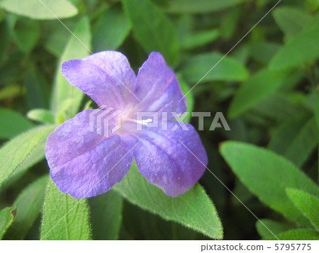 Ruelia · Kiliosa 5795775