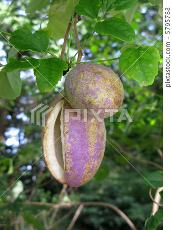 Ripe akebi (Mitsuba-akebi) 5795788
