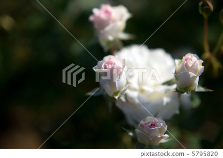 玫瑰：珍珠母 5795820