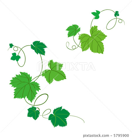 leaf  5795900