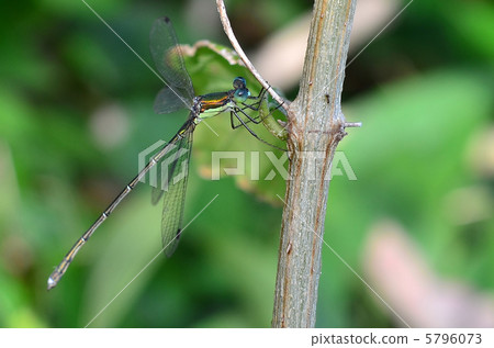 豆娘 豆娘 5796073