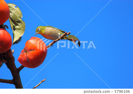 白眼柿子 5796106