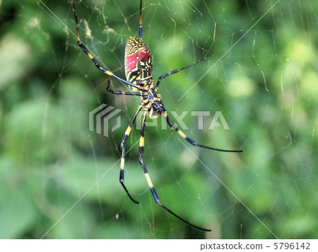 Nephila spider Nephila spider 5796142