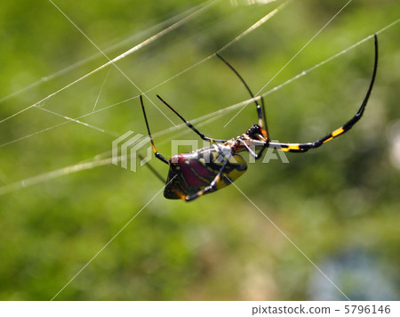 Nephila spider Nephila spider 5796146