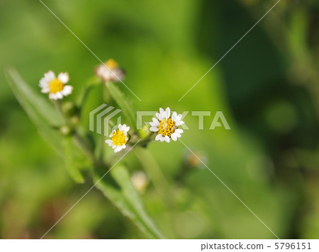 毛茸茸的士兵 5796151