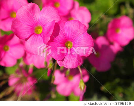 Oxalis Oxalis 5796159