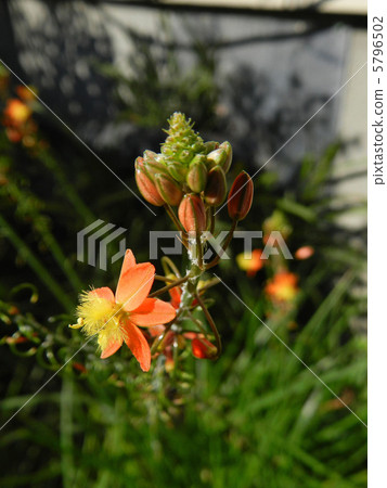 Flower aloe Flower aloe 5796502