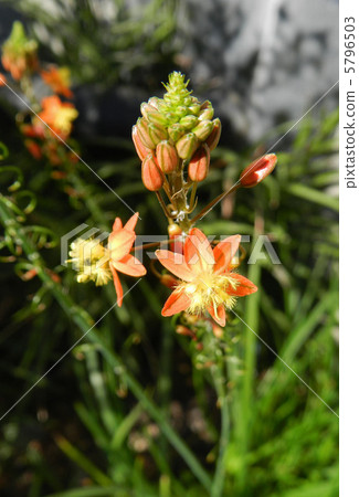 花蘆薈 花蘆薈 5796503