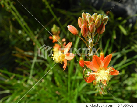 Flower aloe 5796505