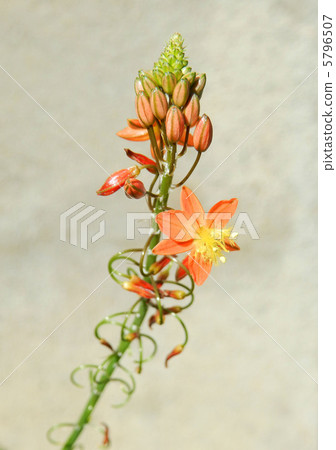 Flower aloe 5796507