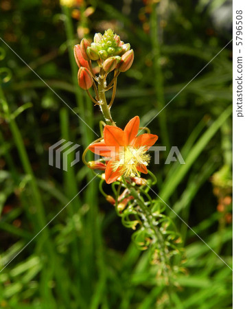 Flower aloe 5796508