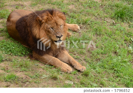 Lion_35 Lion_35 5796852