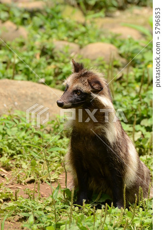 Hondo raccoon dog_1 Hondo raccoon dog_1 5796853