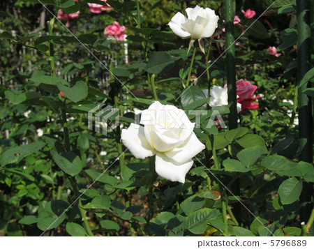 Kanazawa South Comprehensive Sports Park Rose Garden in the fall of 2012 Kanazawa South Comprehensive Sports Park Rose Garden in the fall of 2012 5796889
