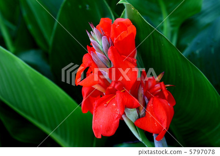 Canna 5797078