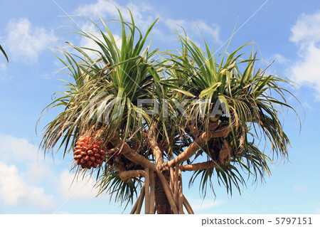 Adan tree 5797151