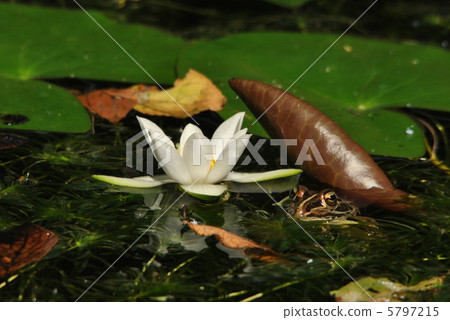 Flower of the sheep clover and Tomino frog 5797215