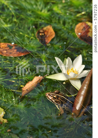 Flower of the sheep clover and Tomino frog 5797216