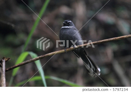 白喉扇尾（Nodo Giro Ogibitaki） 5797234