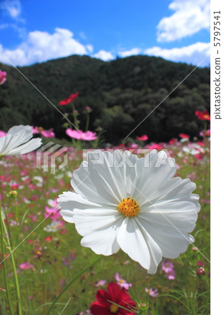 Cosmos field under the autumn sky 5797541