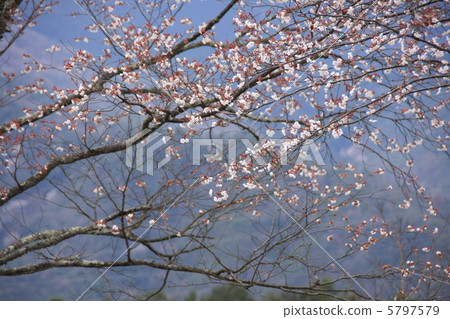 Wakayama Sakura Wakayama Sakura 5797579